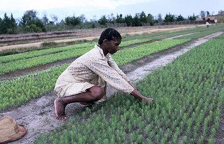 young woman planting crops wb flickr